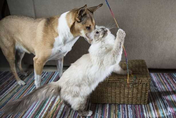 Giochi per cani fai da te 