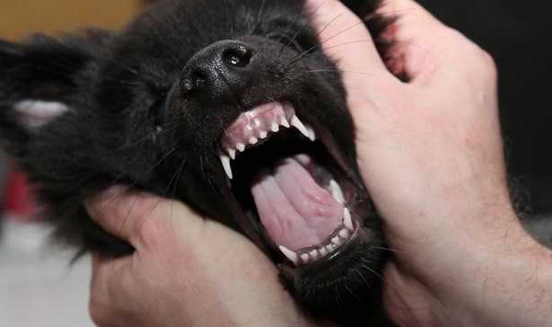 ножницеобразный прикус у собак. лабрадор прикус ножницеобразный. прикус йоркширского терьера. у щенка резцов. осрлочные зубы у собак.