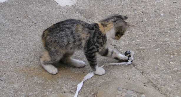 Giochi per gatti fai da te