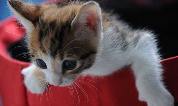 Giochi per gatti fai da te