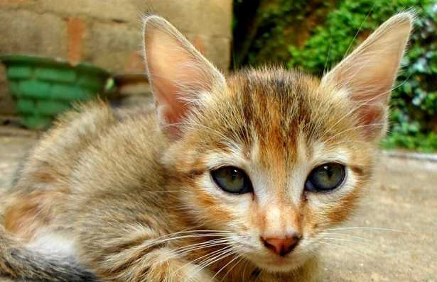 malattie del gatto malattie del gatto