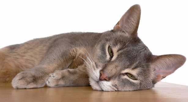 malattie del gatto malattie del gatto