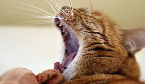 malattie del gatto malattie del gatto