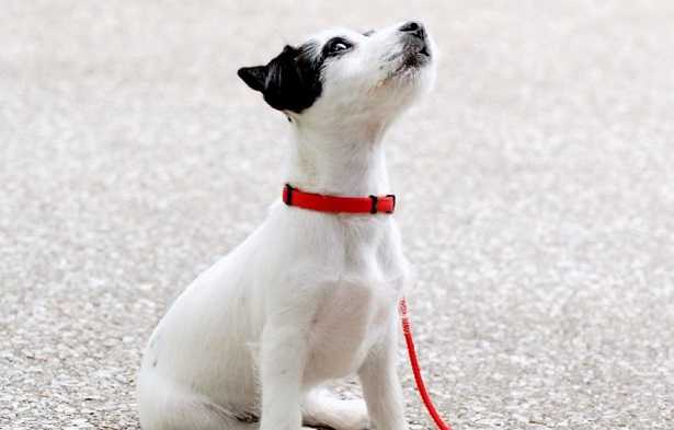 Musica per cani Musica per cani