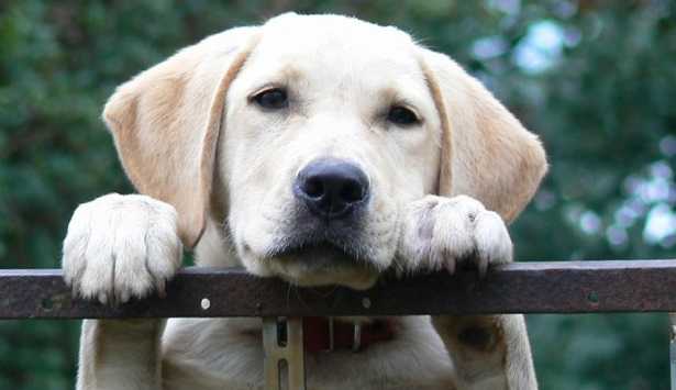 Musica per cani Musica per cani