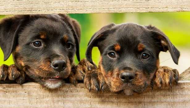 Musica per cani Musica per cani