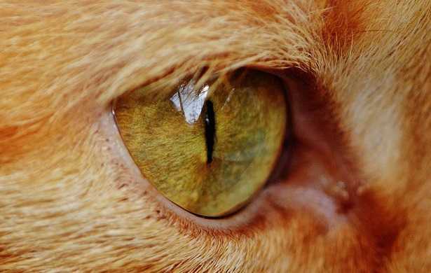 Occhi del gatto Occhi del gatto