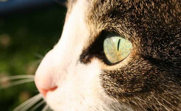 Occhi del gatto