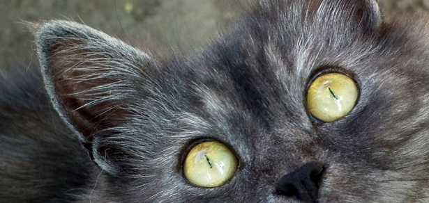 Occhi del gatto Occhi del gatto