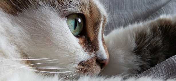 Occhi del gatto Occhi del gatto