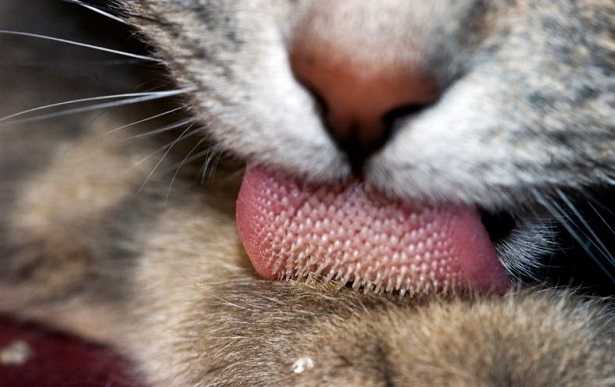 Palla di pelo nei gatti Palla di pelo nei gatti