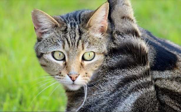 Palla di pelo nei gatti Palla di pelo nei gatti
