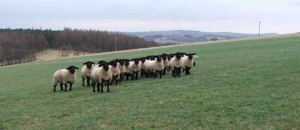 gregge di Pecore Suffolk