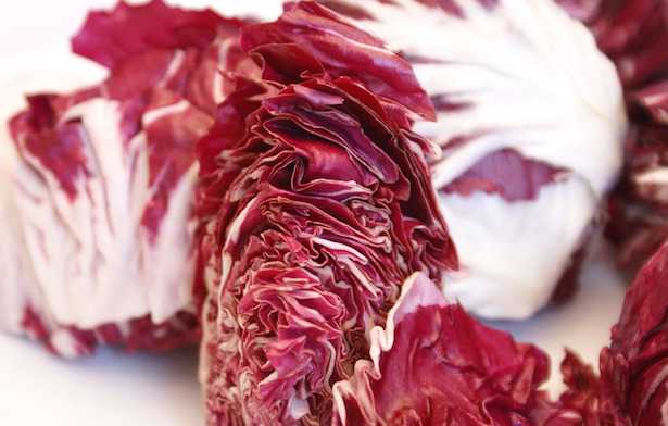 radicchio coltivazione