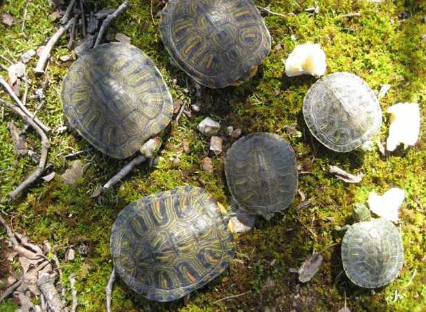 Recinto per tartarughe di terra