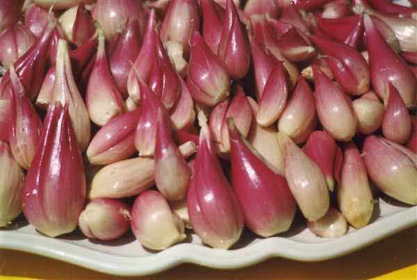 scalogno proprietà