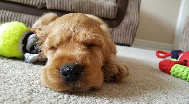 Cane che russa Cane che russa