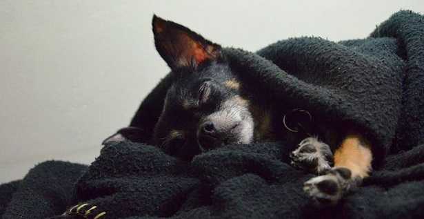 Cane che russa Cane che russa