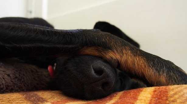 Cane che russa Cane che russa