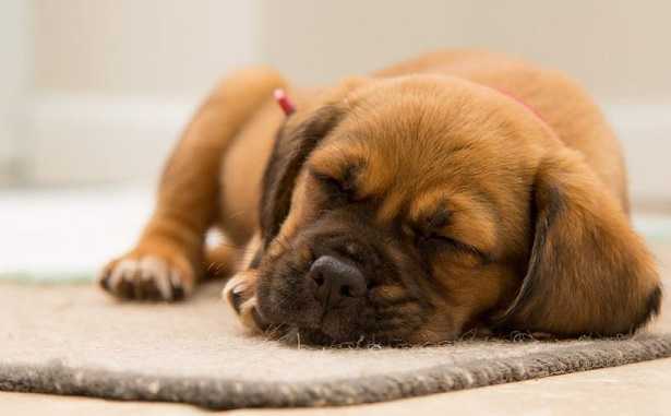 Cane che russa Cane che russa