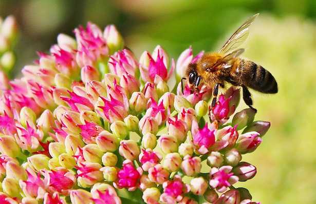 Come ibridare una pianta