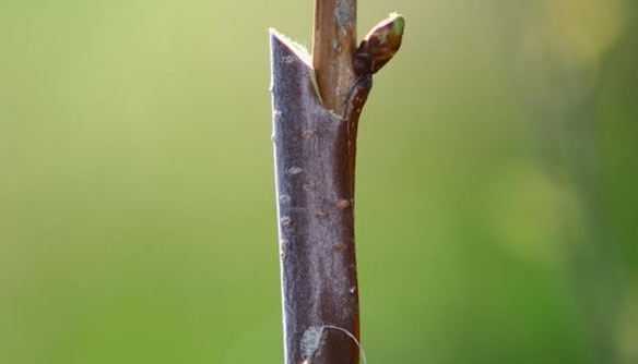 Innesto a spacco diametrale