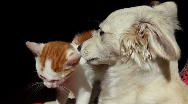 Mutua per cani e gatti