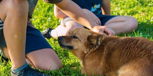 Mutua per cani e gatti