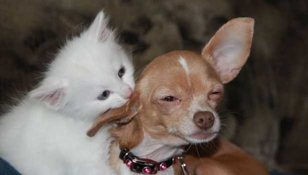 Mutua per cani e gatti