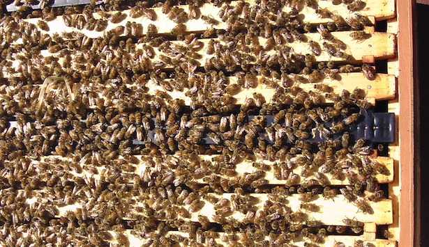 Propoli per la cura delle piante