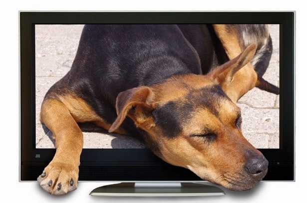 Cani e tv