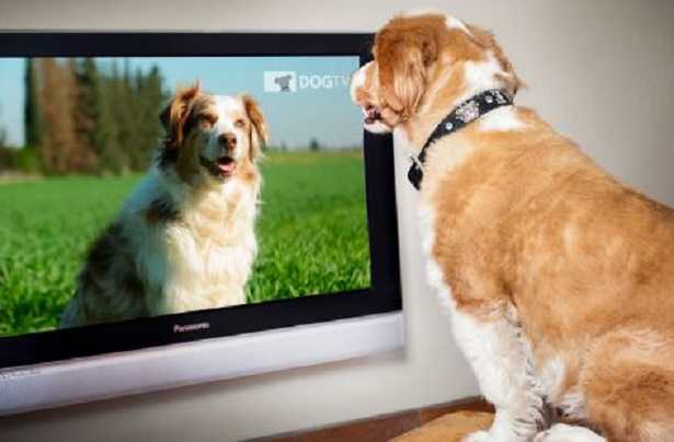 Cani e tv
