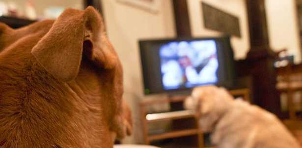 Cani e tv