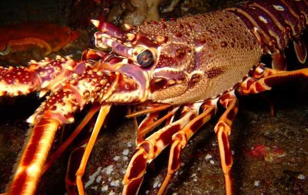 Chitosano in agricoltura