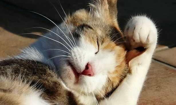 come spazzolare un gatto