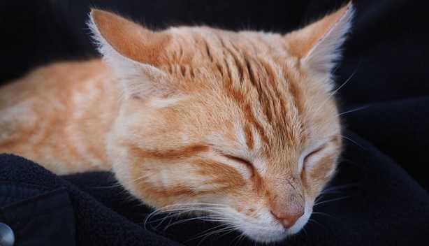 come spazzolare un gatto