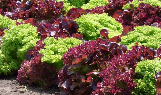 curare orto in modo naturale