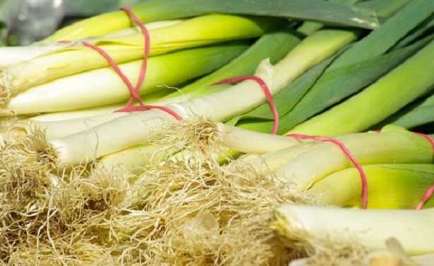 Flora batterica intestinale