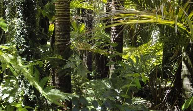 Giornata internazionale delle foreste