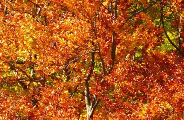 Giornata internazionale delle foreste