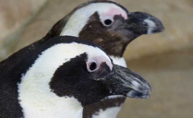 Giornata mondiale natura