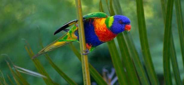 Giornata mondiale natura