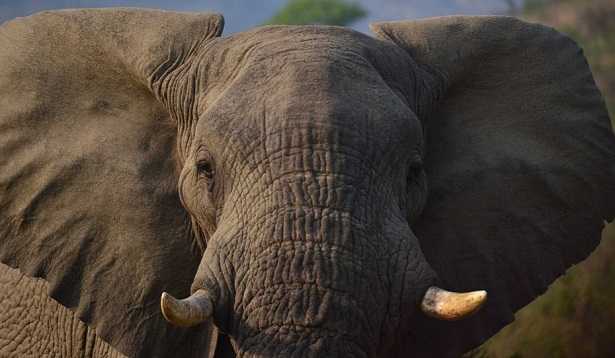 Giornata mondiale natura