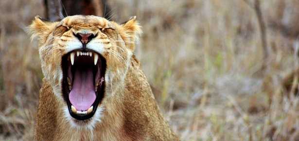 Giornata mondiale natura