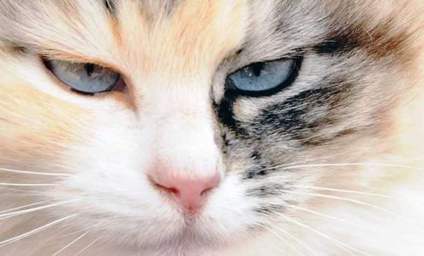 Glaucoma nel gatto Glaucoma nel gatto