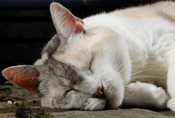 Glaucoma nel gatto Glaucoma nel gatto