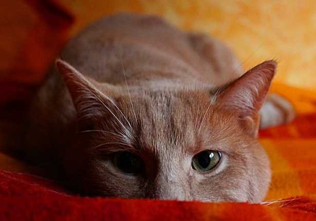 Glaucoma nel gatto Glaucoma nel gatto