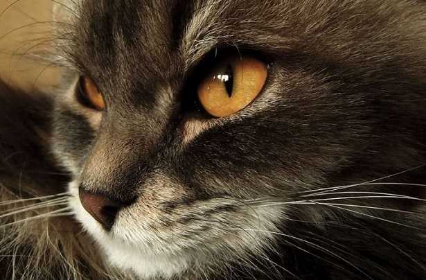 malattie occhi del gatto malattie occhi del gatto