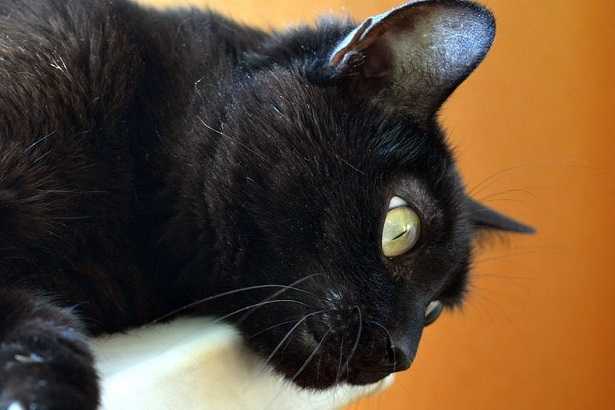 malattie occhi del gatto malattie occhi del gatto