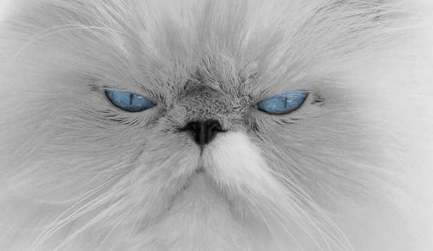 malattie occhi del gatto malattie occhi del gatto